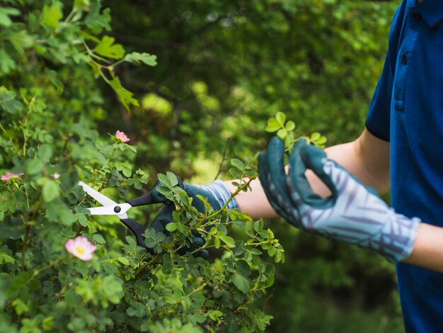 Naturalne sposoby na ochronę drzew i krzewów przed szkodnikami w ogrodzie